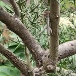 Colletia spinosissima Bark
