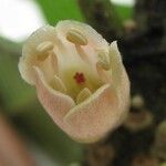 Pouteria fossicola Flower