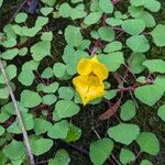Impatiens repens Fiore