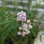 Asclepias angustifolia Flor