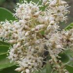 Ardisia densiflora Flower