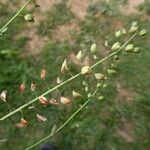 Noccaea perfoliata Fruit