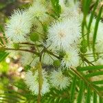 Acacia angustissima Floare