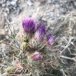 Carduus carpetanus Flower