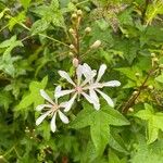 Bejaria racemosa 花