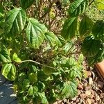 Clerodendrum umbellatumLeaf