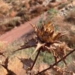 Carthamus arborescens Floare