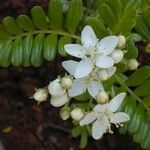 Osteomeles anthyllidifolia Kvet