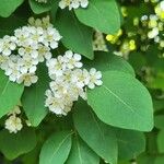 Cotoneaster multiflorus Kwiat