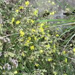 Helianthemum canum Other