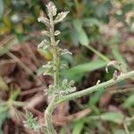 Solanum pimpinellifoliumYaprak