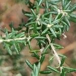 Erica canaliculata Leaf