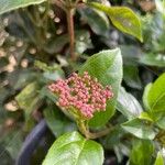 Viburnum rugosumKwiat