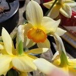 Narcissus bicolor Flower