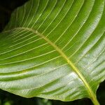 Palicourea guianensis Blatt