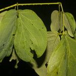 Mimosa guilandinae Leaf