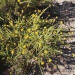 Adenocarpus foliolosus Flor