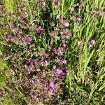 Mirabilis laevis Flower