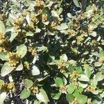 Rhamnus alaternus葉