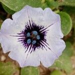 Nolana humifusa Цветок