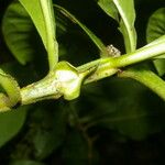 Psychotria grandis Kora