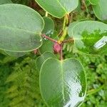 Rhododendron orbiculare List