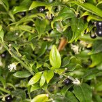 Sarcococca confusa Rinde