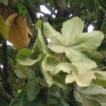 Sterculia apetala Leaf