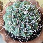 Gymnocalycium pflanzii Folha