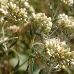 Pseudognaphalium undulatum Floro