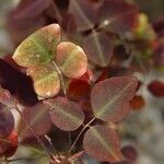 Oxalis hedysaroides Hoja