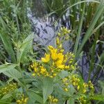 Lysimachia vulgarisFlower