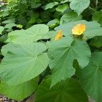 Abutilon grandifolium পাতা