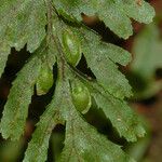 Hymenophyllum holochilum Leaf