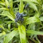 Amsonia tabernaemontana Folha