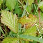 Rubus saxatilis Лист