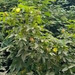 Gossypium barbadense 整株植物
