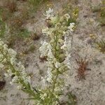 Silene viscosa Flor