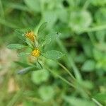 Bidens tripartita ফুল