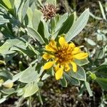 Borrichia frutescens Blomst