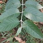 Buddleja madagascariensis Liść