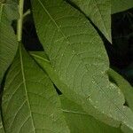 Vernonia gigantea Leaf