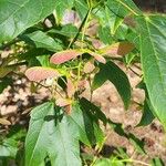 Acer calcaratum