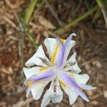 Dietes grandiflora Квітка