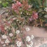 Crassula pubescens Květ