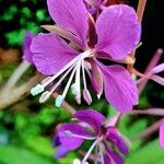 Epilobium angustifolium Цвят