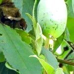 Passiflora tripartita Fruit