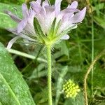 Knautia arvernensis Floare