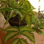 Pteris quadriaurita 整株植物