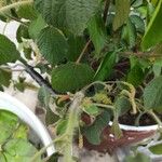 Acalypha aristata Corteza